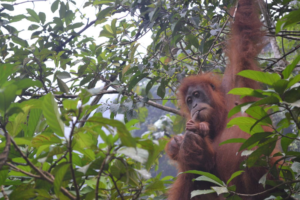 jungle trekking in Bukit Lawang