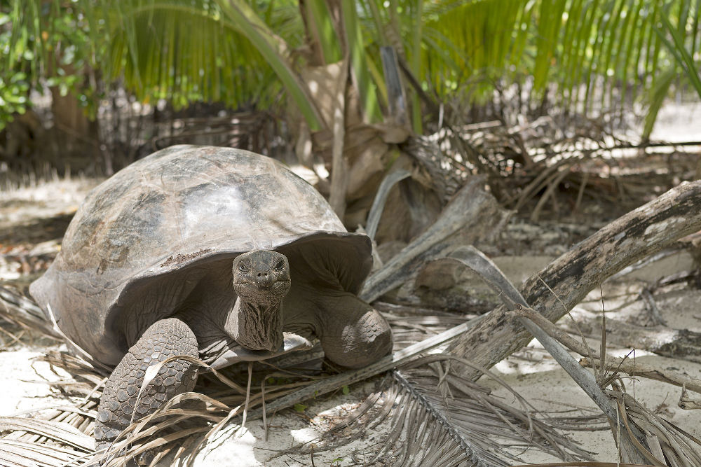 schildpad Curieuse island Seychellen