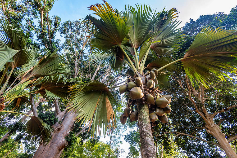 Vallee de Mai Praslin Seychellen