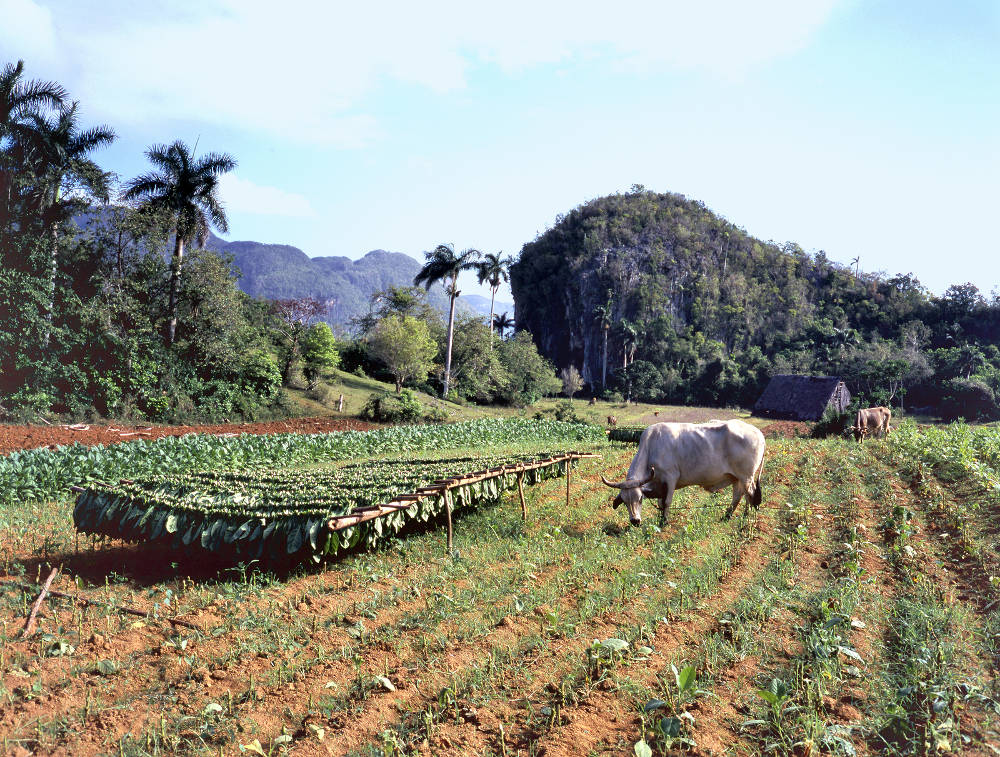 Reistips voor Cuba