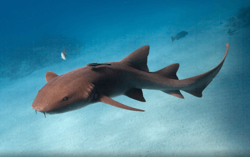 Caye Caulker snorkeling