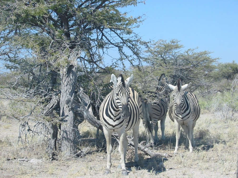 Etosha zebra