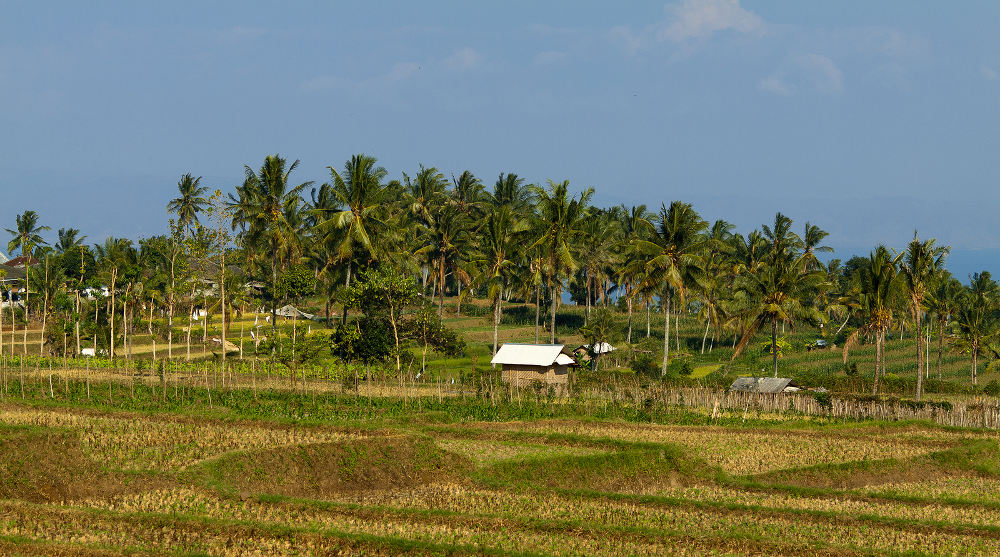 Rijstvelden op Lombok