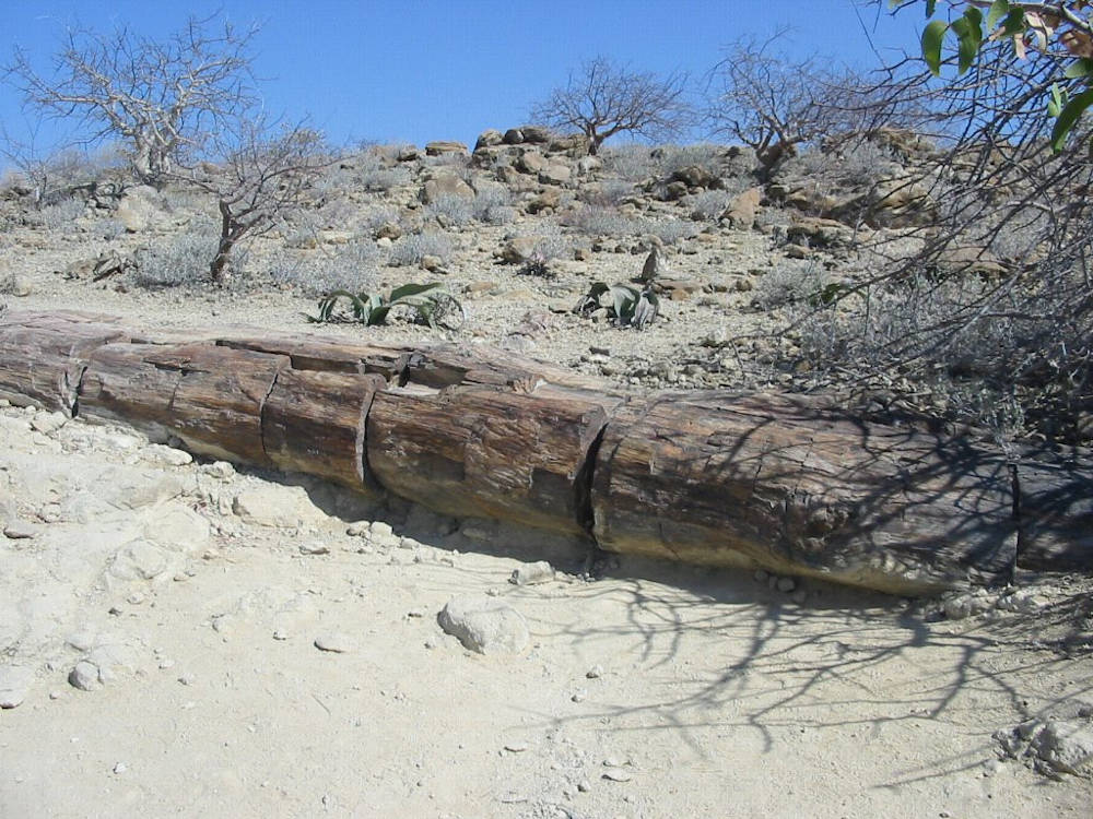 Petrified forrest.