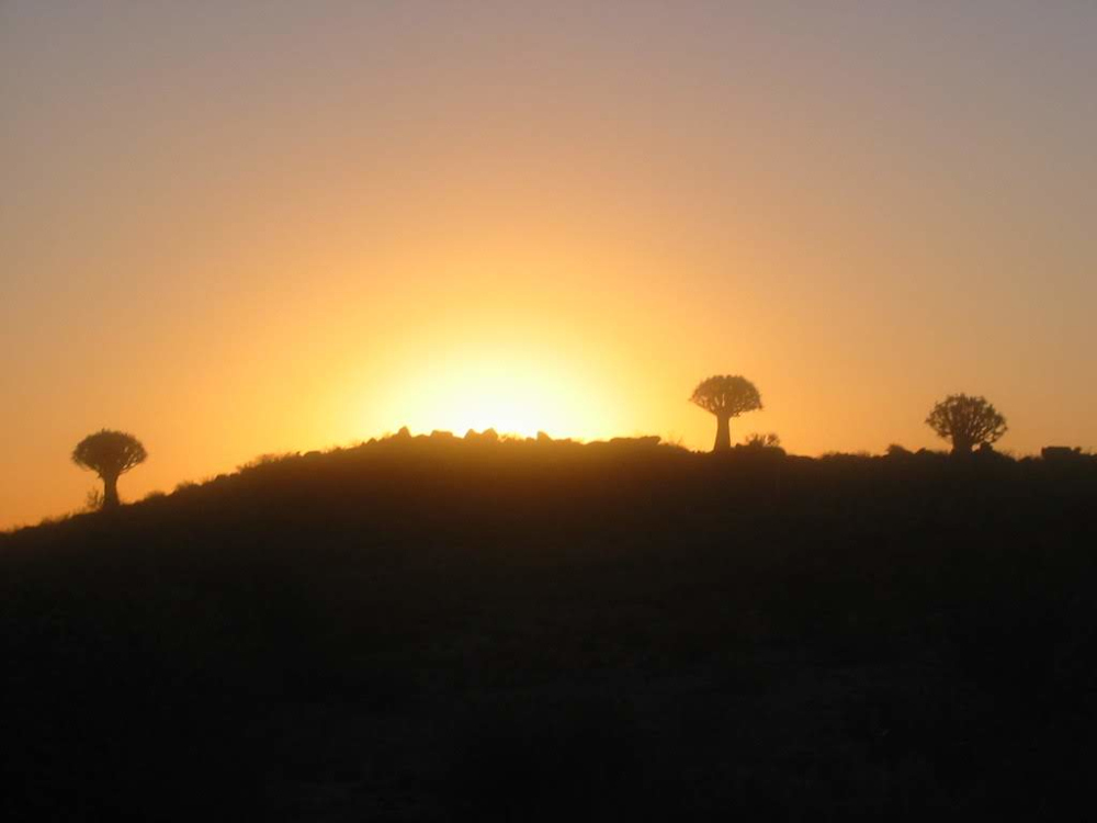 Quiver tree forrest Keetmanshoop Namibie