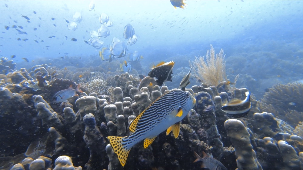 Duiken in Raja Ampat