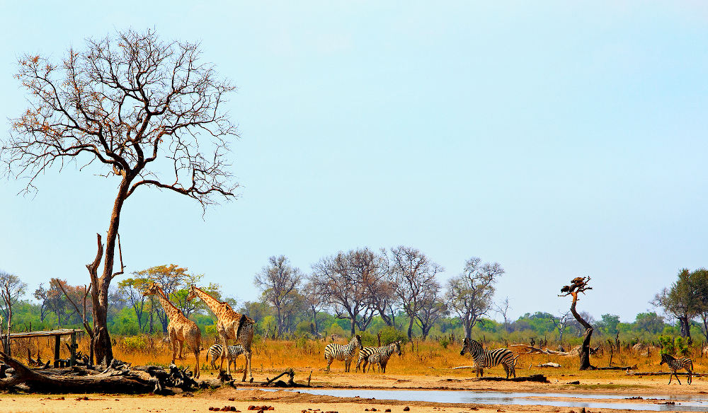 waterhole Hwange National Park Zimbabwe