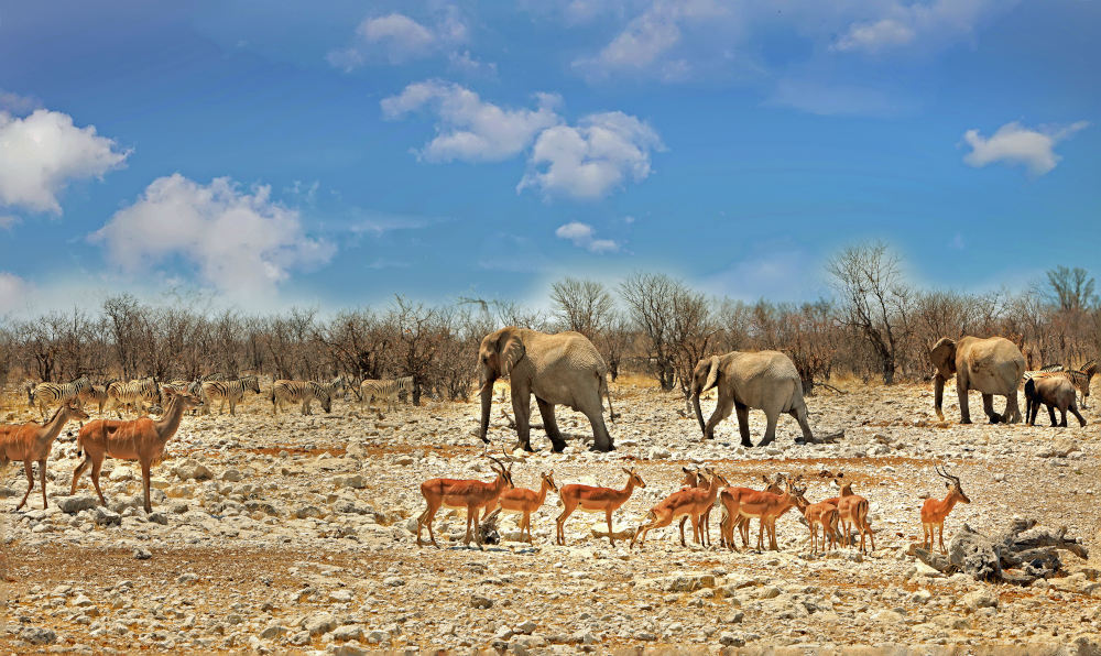 Etosha National Park