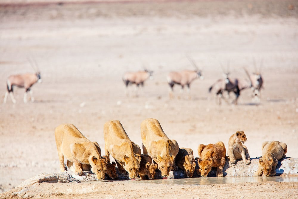 Etosha leeuw