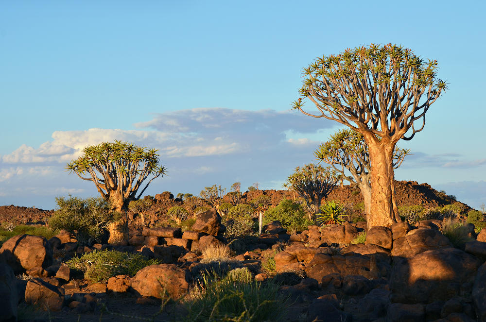 Quiver Tree Forest Keetmanshoop