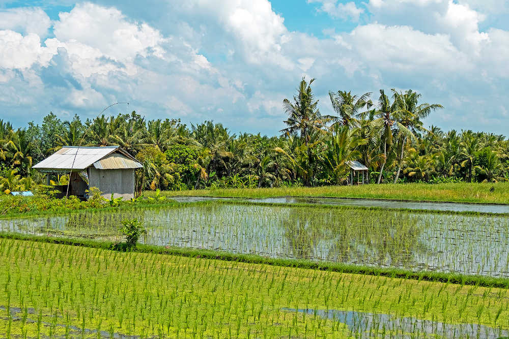 Sanur rijstvelden