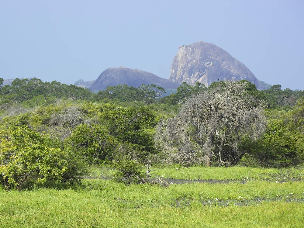 Yala National Park