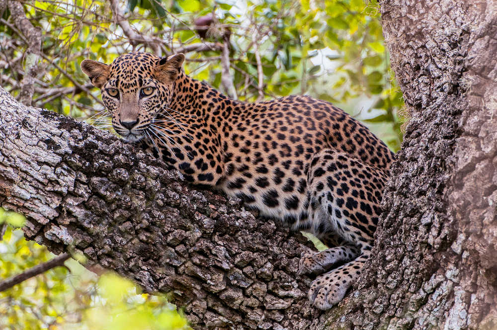 Yala National Park