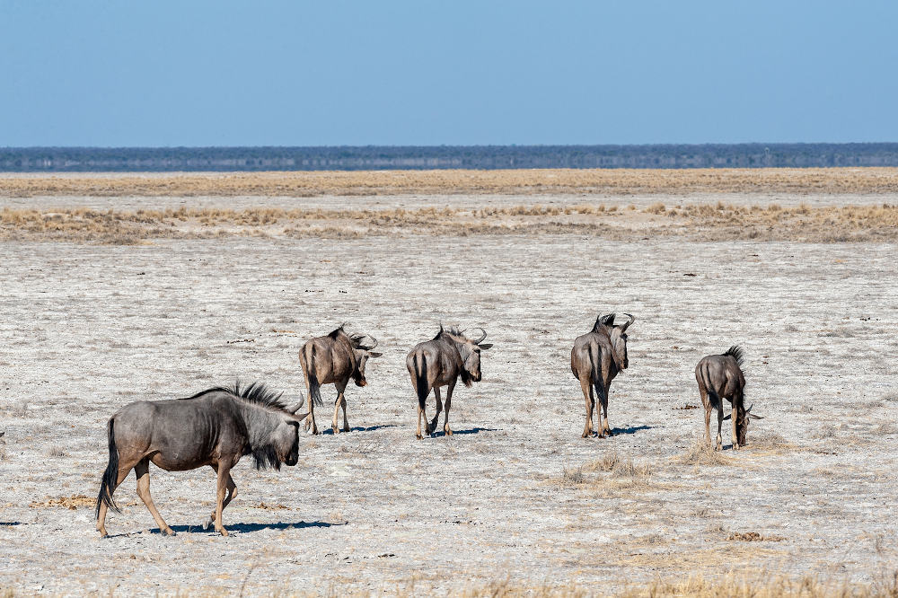 Zoutvlakte Etosha National Park