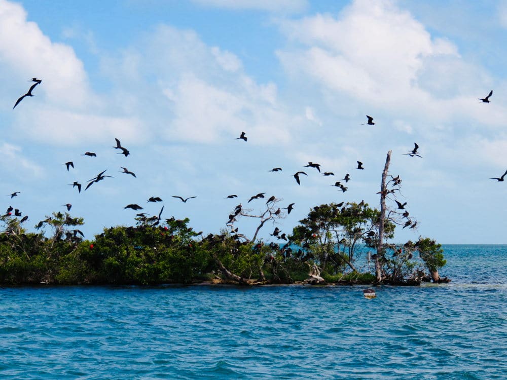 Birds Caye