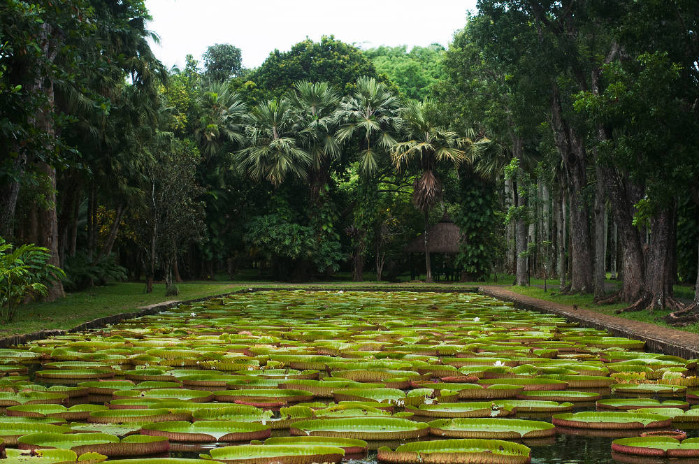 Pamplemousses Botanical Garden