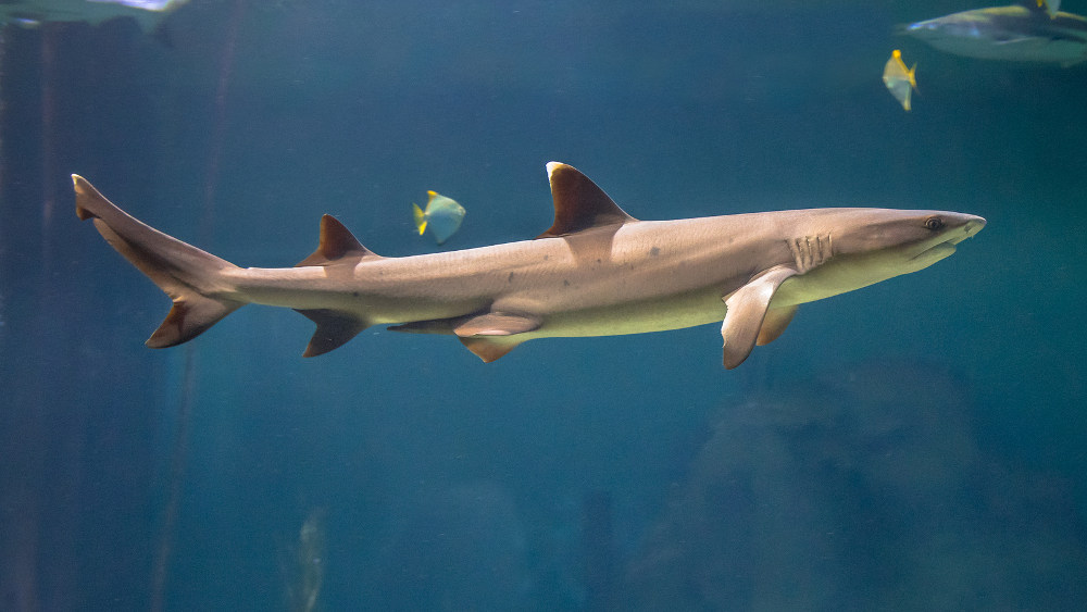 Reef shark