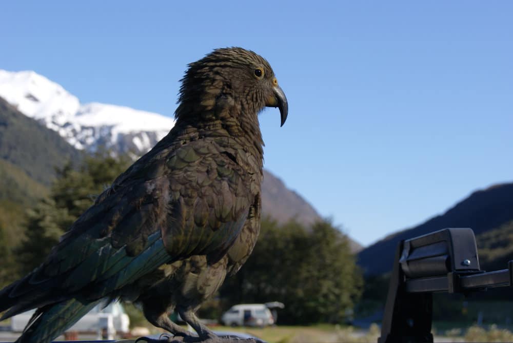 Kea Nieuw Zeeland