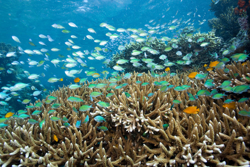 Menjangan Island