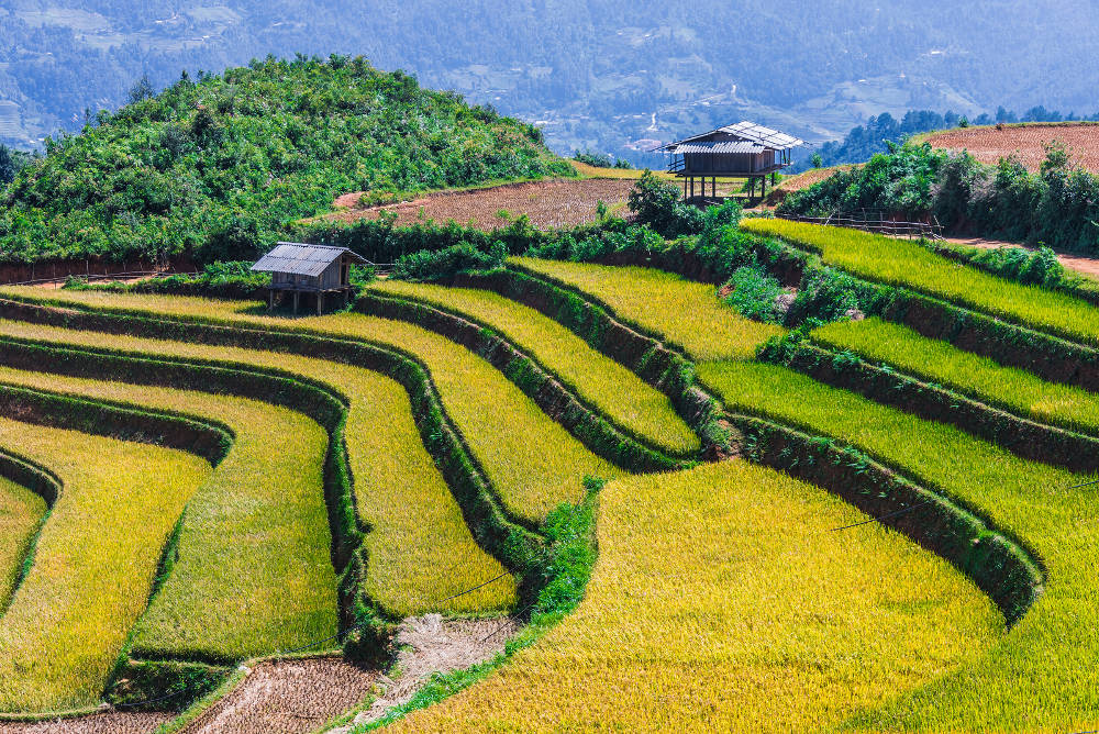 Mu Cang Chai