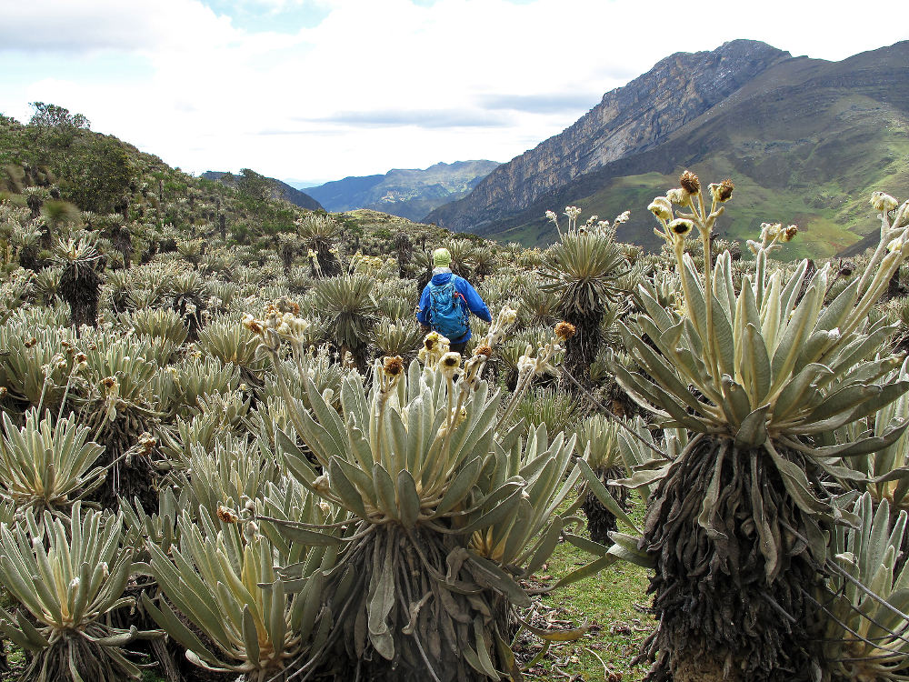 Frailejones planten in El Cocuy