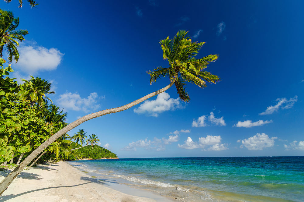 Palbmomen langs de kust van Isla de Providencia in Colombia