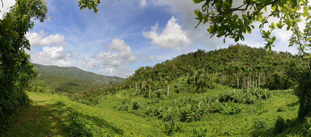 El Yunque Rainforest