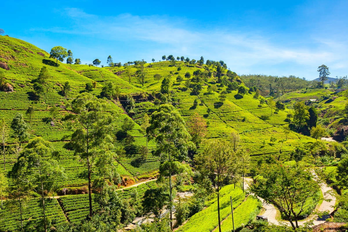 Nuwara Eliya