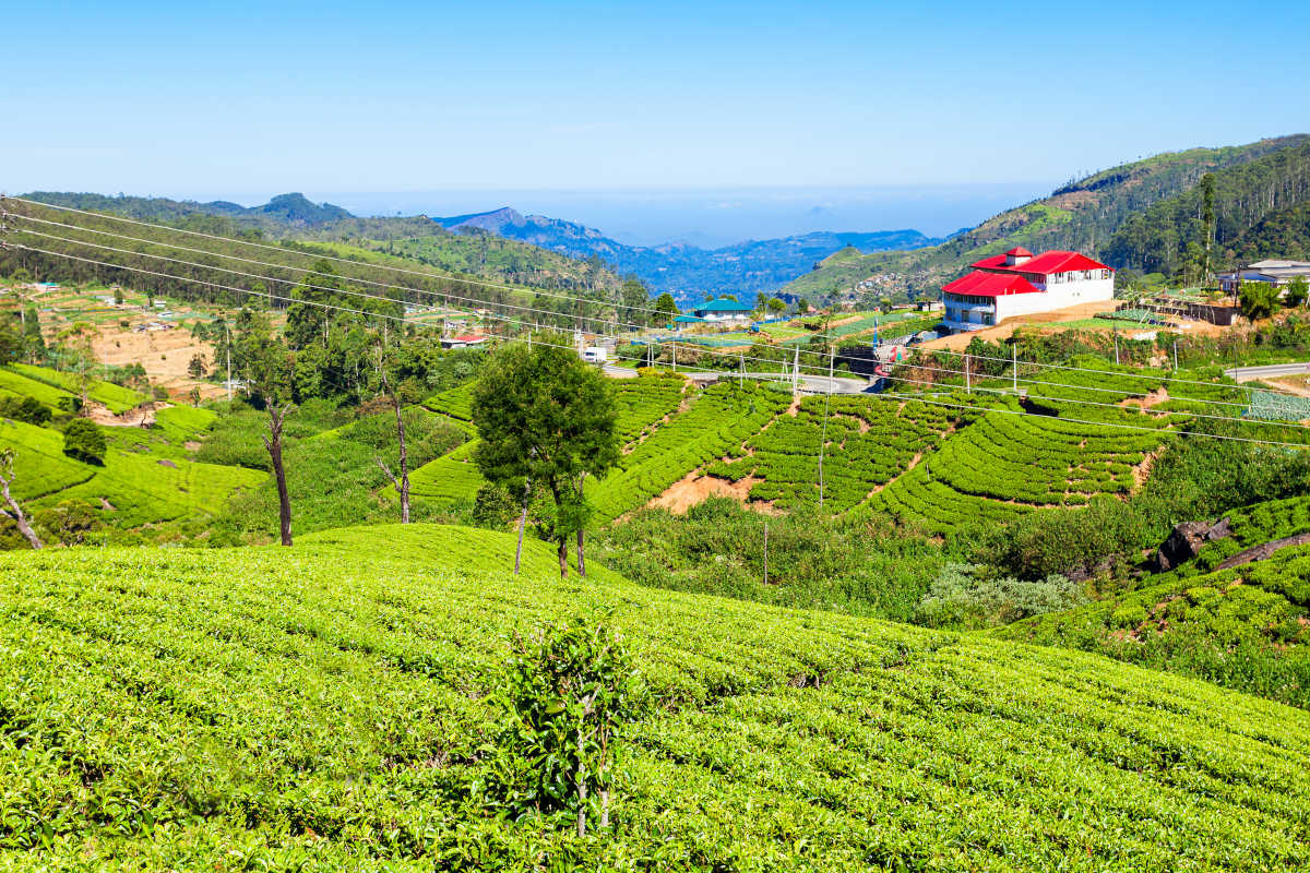 Theeplantage Nuwara Eliya