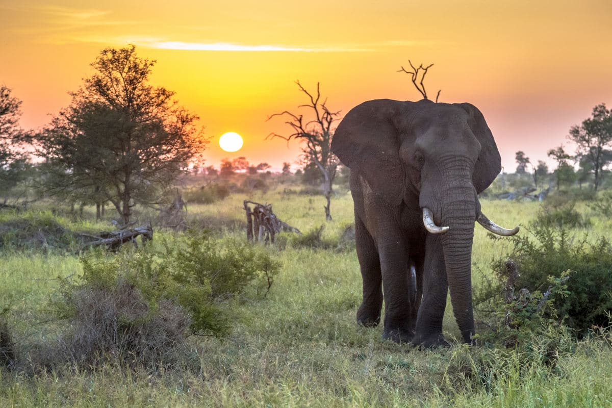 Olifant in Tanzania