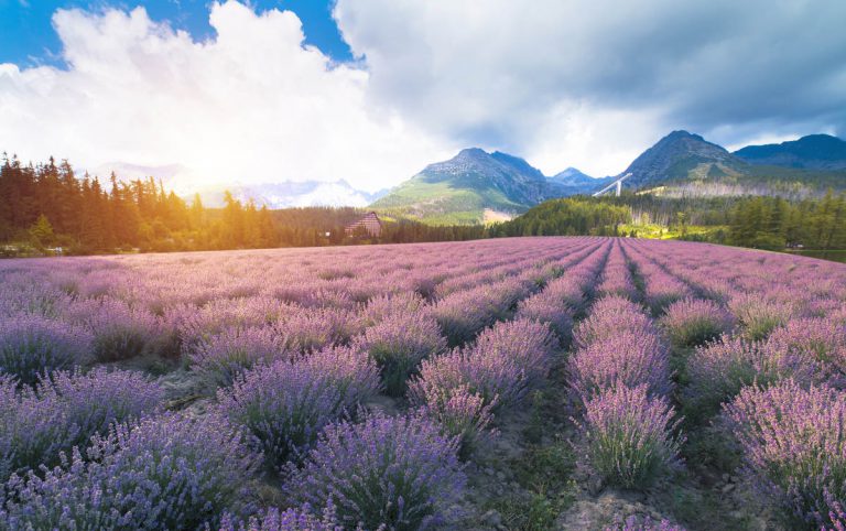 Valensole-Provence-Frankrijk