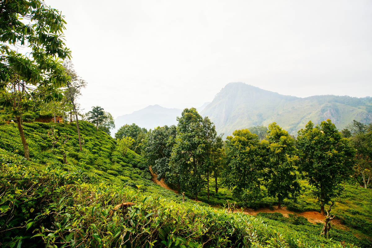 Theeplantages Sri Lanka