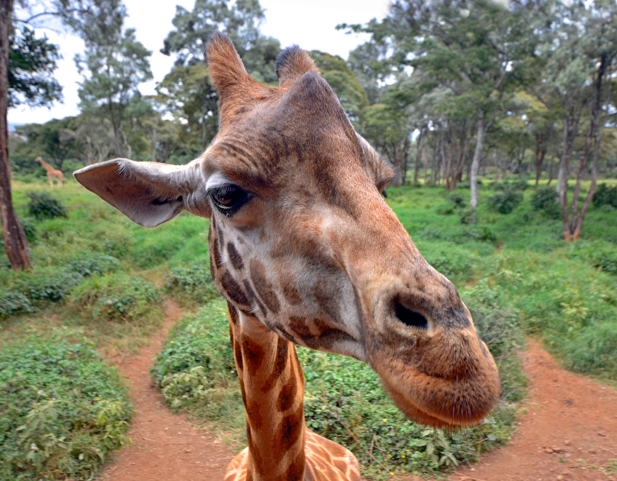 Nairobi Giraffe Center