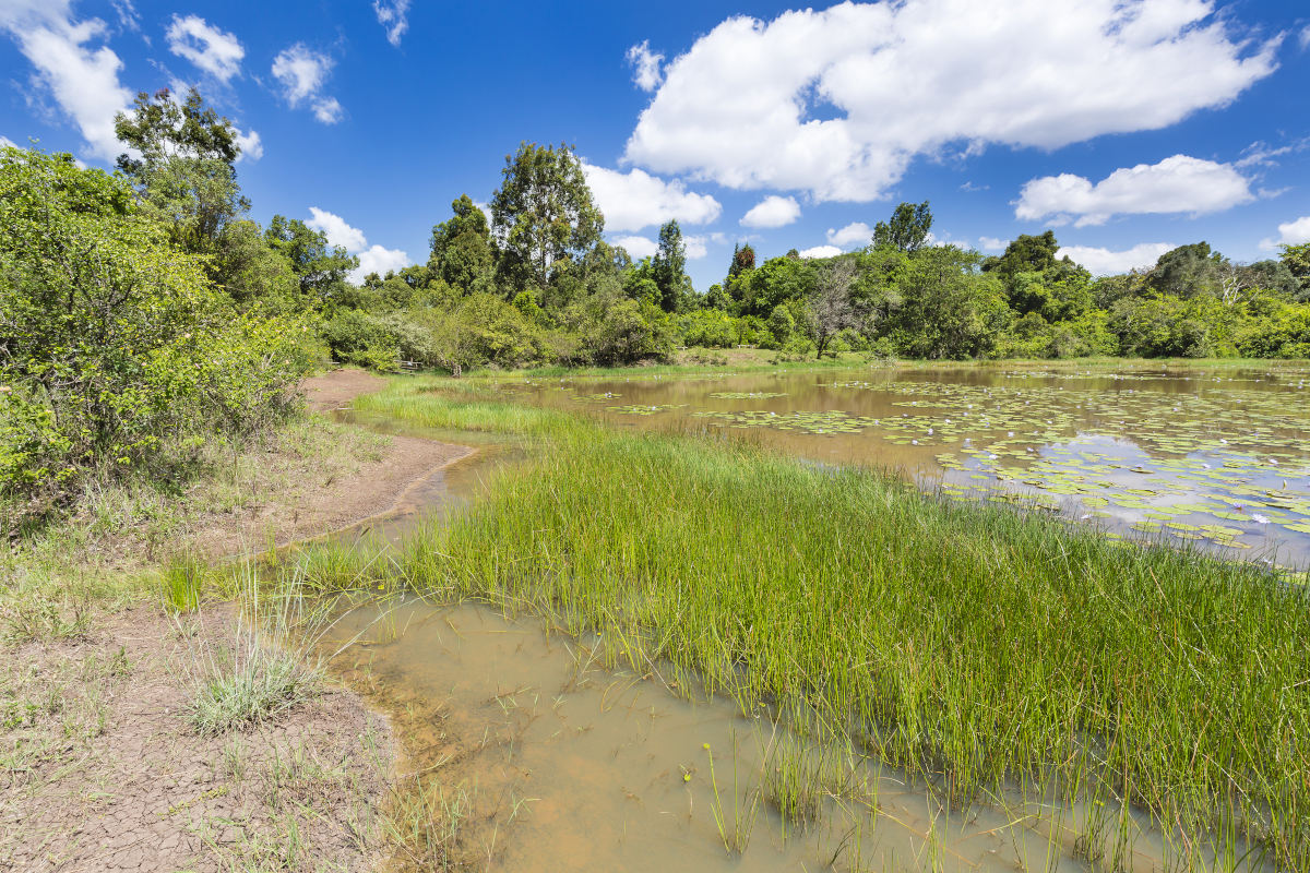 Karura Forest