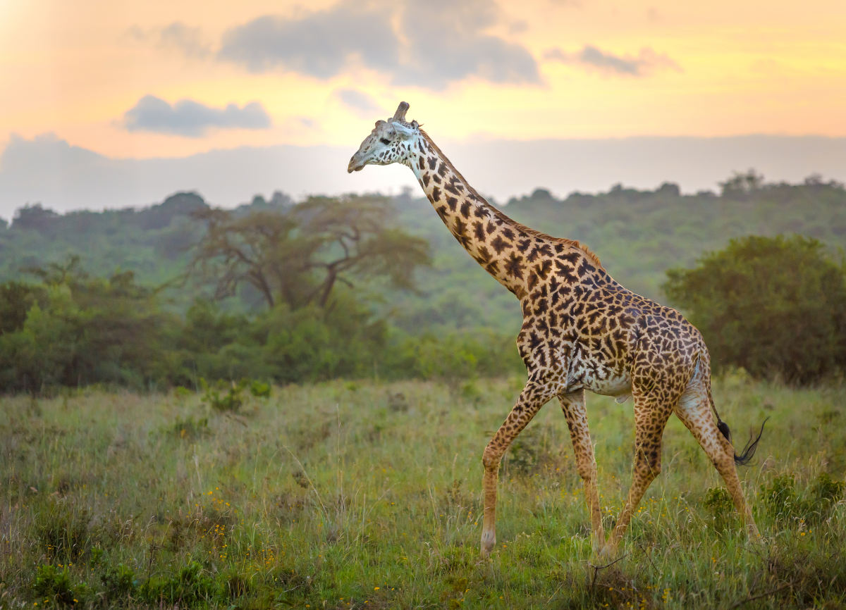 Nairobi National Park in Keni