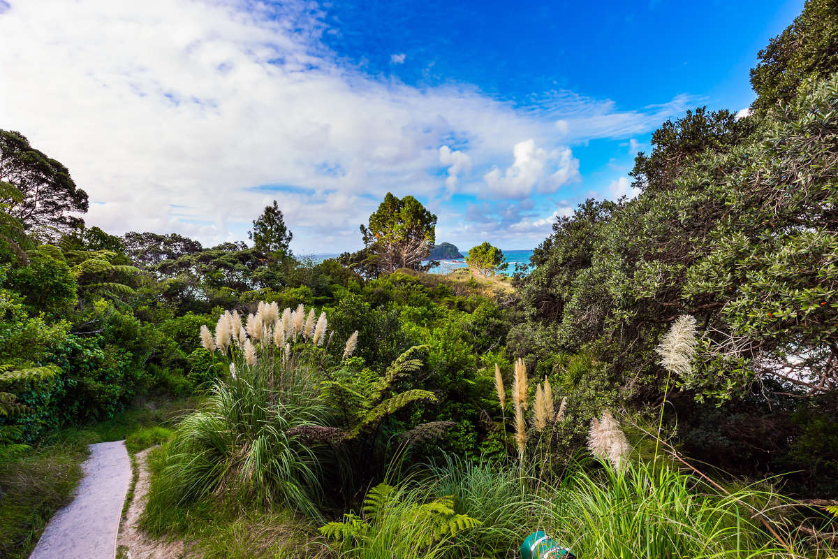 Coromandel