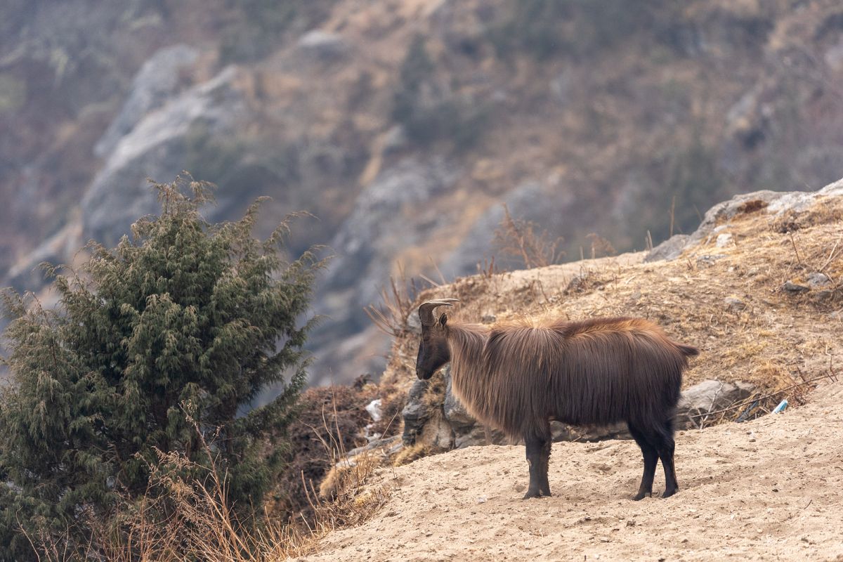 Himalaya-tahr