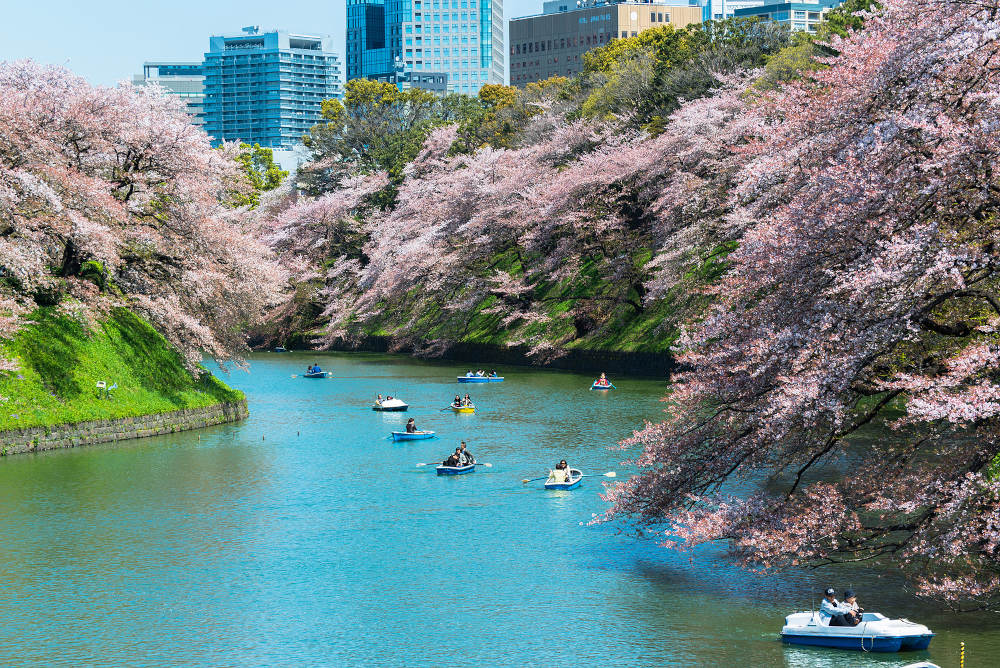 Bloesem in Tokyo, Japan