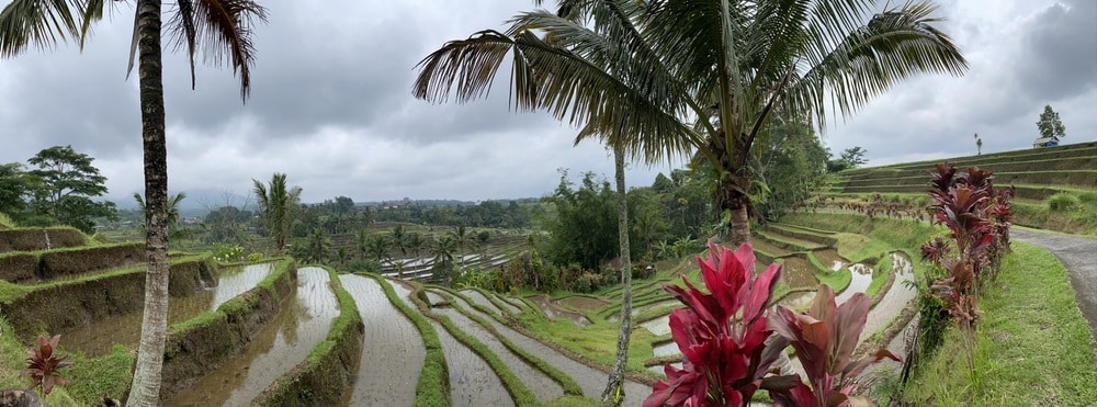 rijstvelden van Jatiluwih op Bali